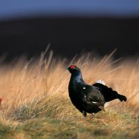 FAMOUS GROUSE TO RESTORE NATURE RESERVE IN SCOTLAND