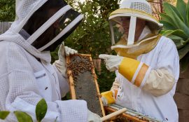 Aberfeldy Creates A Buzz Around Honeybee Day