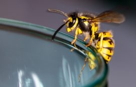 A World Bee Day Cocktail Fit For A Queen Bee